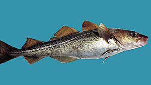 Los riesgos de la cirugía bariátrica