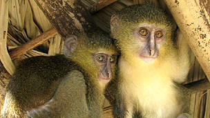 Descubren nueva especie de mono en África