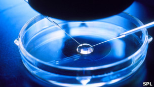 Células madre para recuperar la fertilidad del esperma