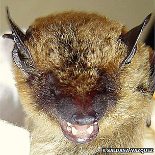 Los riesgos de la cirugía bariátrica