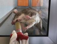 Logran aumentar la eficacia de la vacuna contra la tuberculosis en ratones