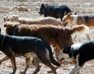 Dada la alta presencia de perros vagabundos en comunidades rurales e indígenas en América del Sur, el papel potencial de estos animales en la propagación de COVID-19 ameritaría más estudios de vigilancia.