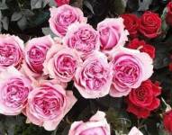 Día del Amor y la Amistad: estas son las opciones románticas a bajo precio en Guayaquil