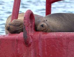 Aeropuerto ecológico
