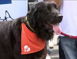 El sueño de LOBA parte 1