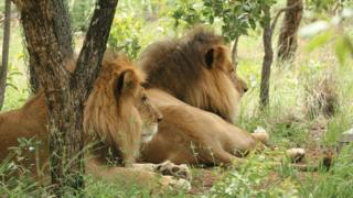 El trágico final de José y Liso, 2 leones rescatados de circo en Perú que fueron decapitados