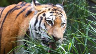 Dos leones, dos tigres y un jaguar escaparon de un Zoo