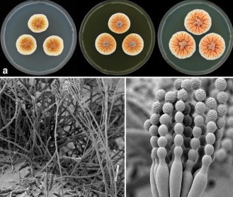 Así son las 10 especies principales halladas en 2013