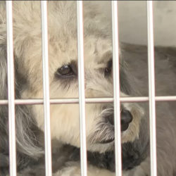 Los juegos pirotécnicos puede afectar la salud de las mascotas: estas son las recomendaciones de los expertos