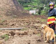 Los perros rescatistas han participado en la búsqueda de víctimas en Alausí.