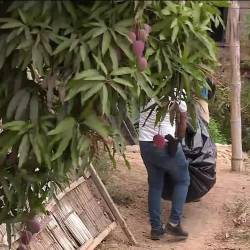 Imagen de un cuerpo descuartizado siendo sacado de un saco.