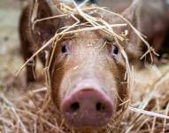 Imagen referencial de un cerdo.