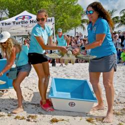 Personal del Turtle Hospital mientras liberan a dos tortugas marinas verdes rehabilitadas