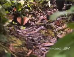 Demonios de la selva