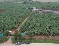 Plantación de plátanos.