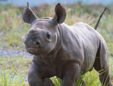 Nace en el zoológico de Miami un rinoceronte negro