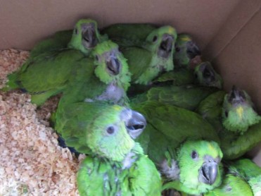 Las especies amenazadas siguen las rutas de la droga desde América