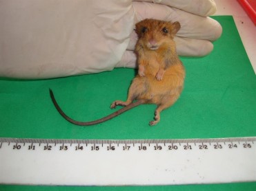 Descubren una especie de roedor que se creía inexistente en Ecuador