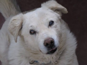 La conmovedora historia del perro ciego