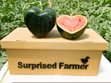 La primera sandía con forma de corazón