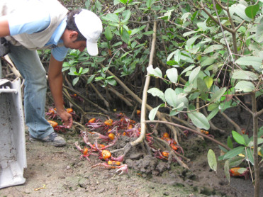 Este 15 de enero iniciará veda del cangrejo