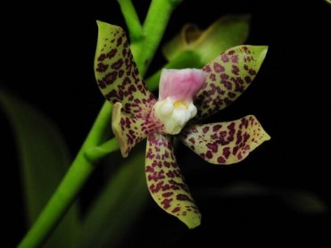 Las deslumbrantes y hermosas orquideas del Ecuador