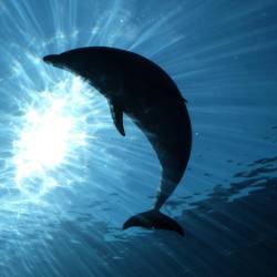 Imagen referencial de delfín