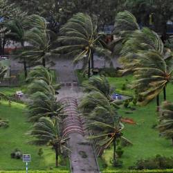 Los árboles vuelan tras la llegada del tifón Kalmaegi a tierra cerca de la playa de Quy Nhon en Vietnam