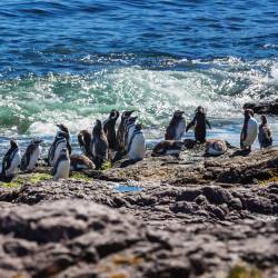Pingüinos en la orilla de mar