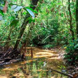 Bosque Protector Venecia, en Napo