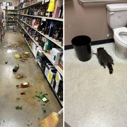 Composición de dos fotografías; primera imagen muestra los estantes revueltos y las botellas con alcohol rotas y tiradas al suelo. En la otra imagen está el mapache borracho y desmayado en el baño de la licorería.