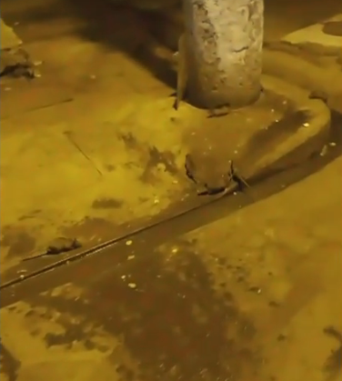 La proliferación de ratas preocupa a los moradores y comerciantes del centro de Guayaquil