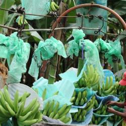 Estados Unidos incluye a 105 productos ecuatorianos en esquema de aranceles recíprocos y no tendrán tasa del 15 %