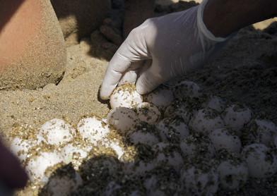 Las especies amenazadas siguen las rutas de la droga desde América
