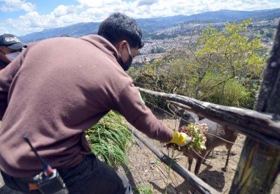 Bioparque Amaru en Cuenca recibe donaciones por pandemia
