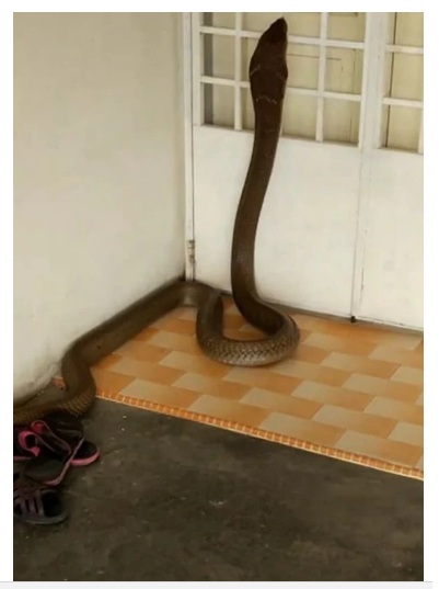 El aterrador momento en que una inmensa cobra real invade su vivienda