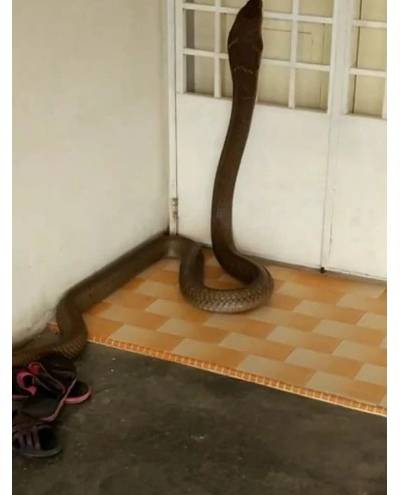 El aterrador momento en que una inmensa cobra real invade su vivienda