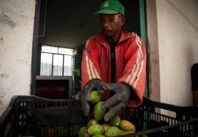 Tuna, una fruta que crece en medio de aridez