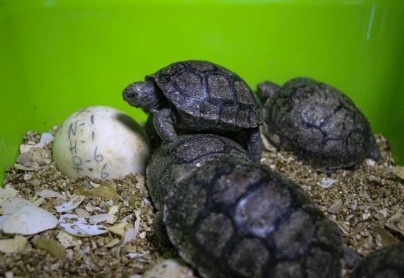 20 tortugas nacen por incubadora en Galápagos