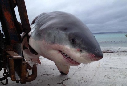 Protestas en Australia contra matanza de tiburones