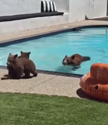 Una familia de osos fue captada en una piscina en California
