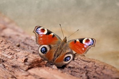 Las 10 mariposas más bellas del mundo