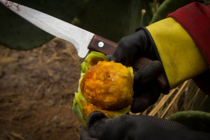 Tuna, una fruta que crece en medio de aridez