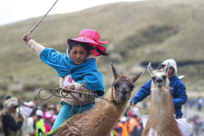 Original competencia de niños montando llamas al sur de Quito