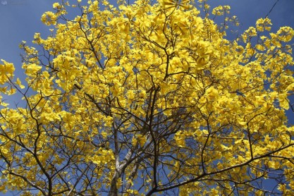 Un manto amarillo cubre la frontera sur del Ecuador