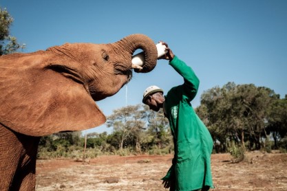 Bebés elefantes encuentran amor