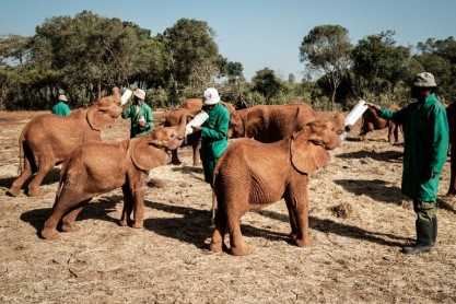 Bebés elefantes encuentran amor