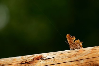Las 10 mariposas más bellas del mundo