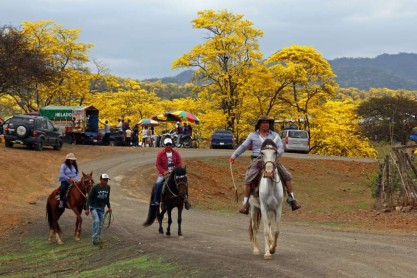 Florecimiento de los Guayacanes