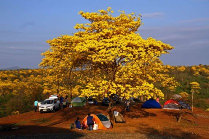 Florecimiento de los Guayacanes